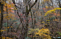 樹海の紅葉