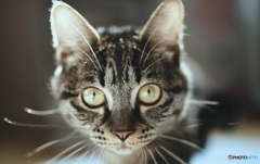 nyaに？