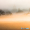 Fog