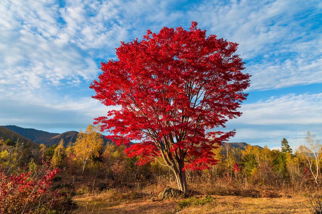 乗鞍高原紅葉　１. Big Maple