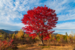 乗鞍高原紅葉　１. Big Maple