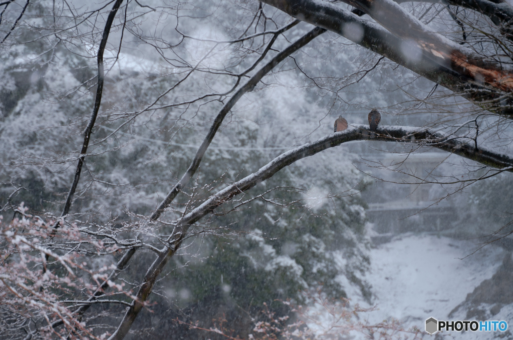 雪だね　寒いね