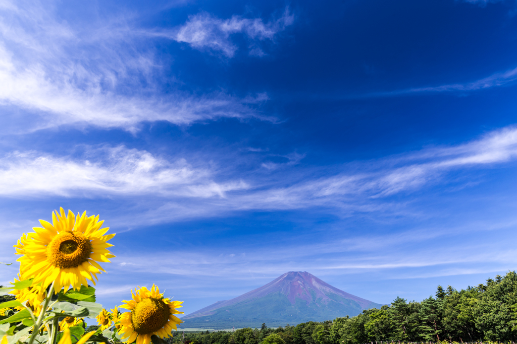 向日葵と夏空　