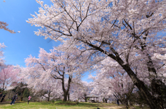 爽快、桜景