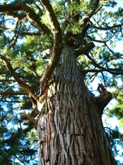 赤城神社の杉の木