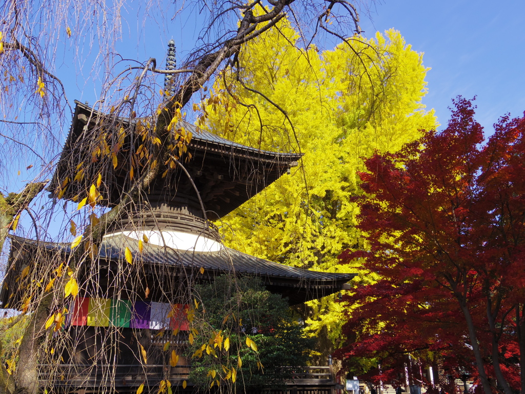 鑁阿寺の紅葉