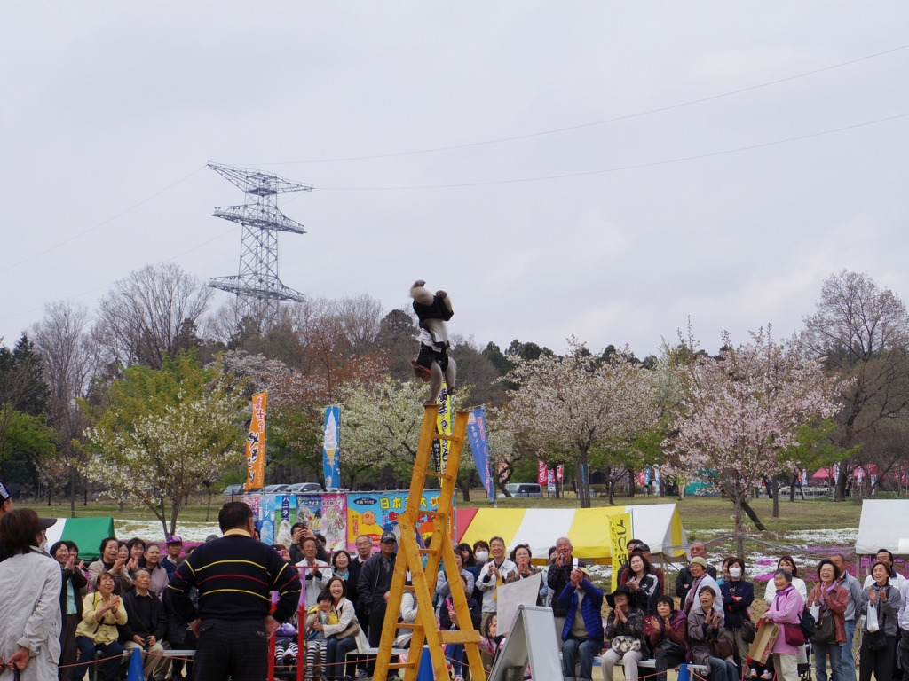 赤城南面千本桜まつり