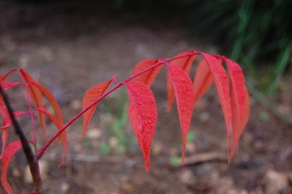 紅葉