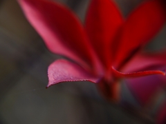 ドウダンツツジ