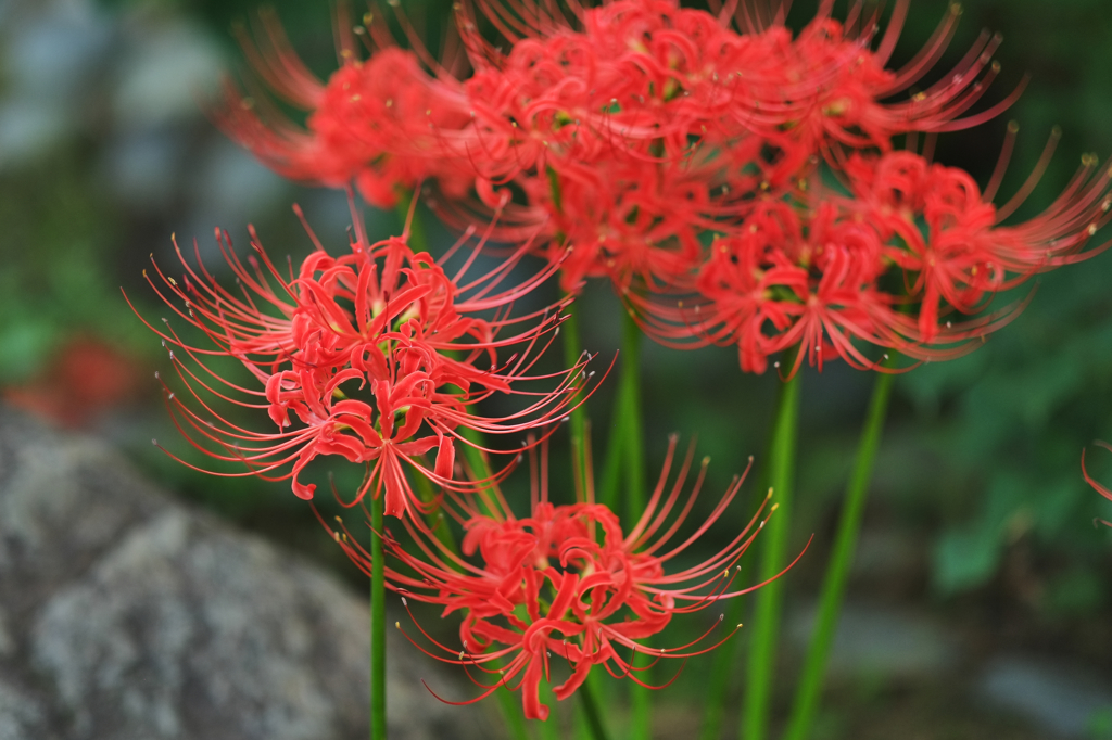 20150919 1055 Banpaku f=56 F1.2 DSCF0035