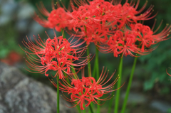 20150919 1055 Banpaku f=56 F1.2 DSCF0035