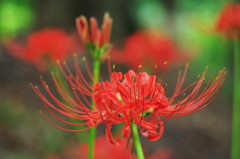 20150919 1258 Banpaku f=50 F4.0 DSCF0079