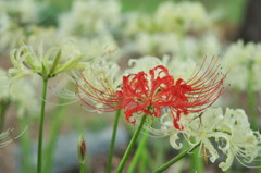 20150919 1250 Banpaku f=50 F4.0 DSCF0069