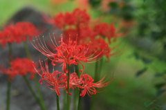 20150919 1040 Banpaku f=56 F1.2 DSCF0012