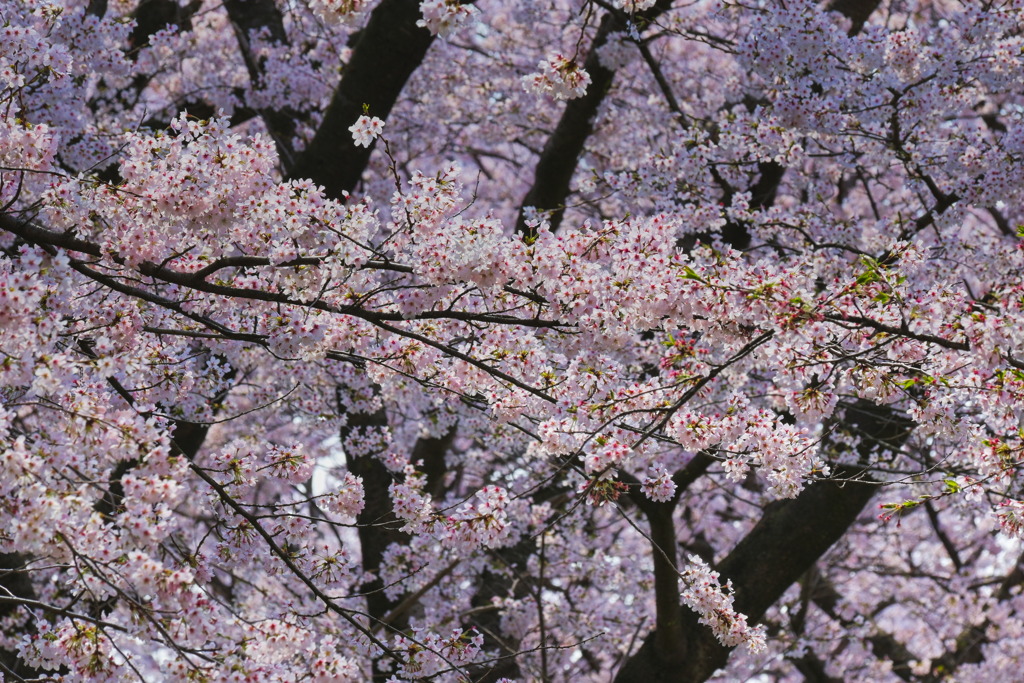 幸手権現堂桜堤の桜たち