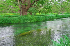 緑と水の流れ