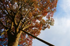 秋空の下、そびえ立つ樹