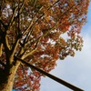 秋空の下、そびえ立つ樹