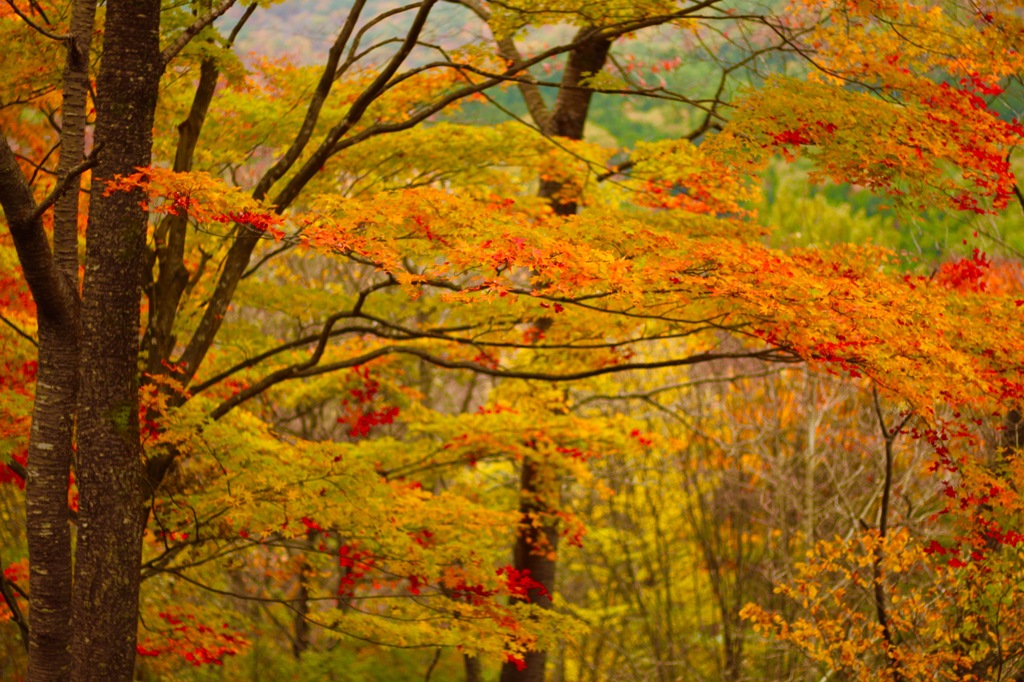 まだ紅葉は終わらない