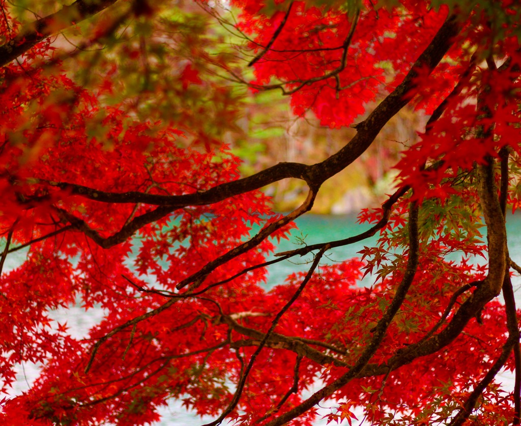 五色沼の紅葉