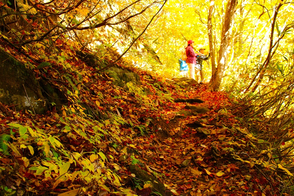 秋の登山道〜紅葉絨毯〜
