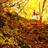 秋の登山道〜紅葉絨毯〜