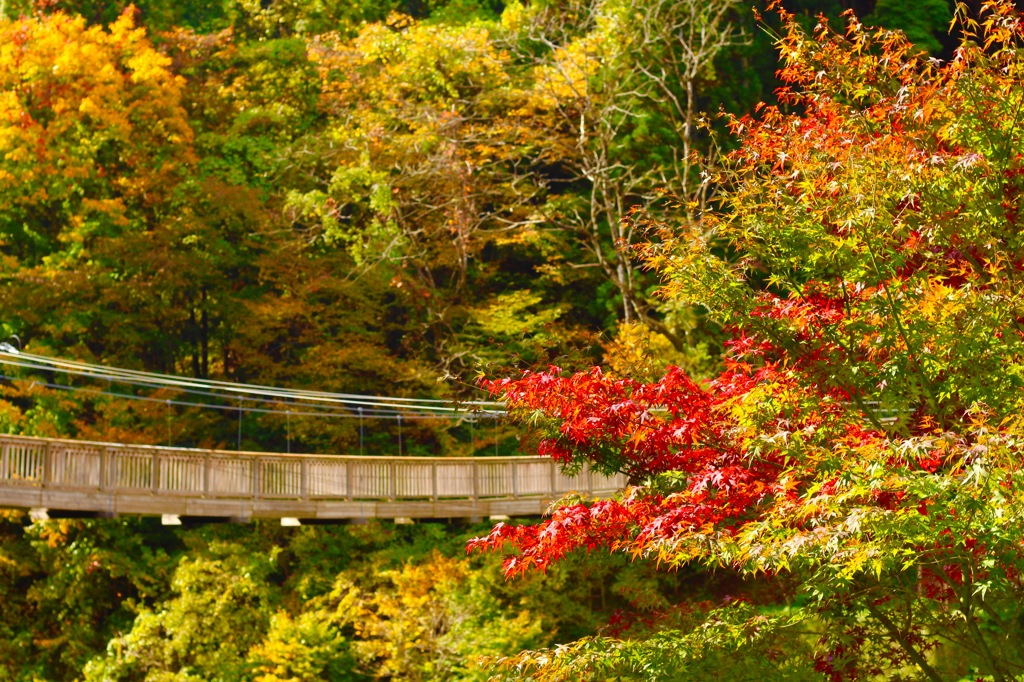 紅葉に囲まれて