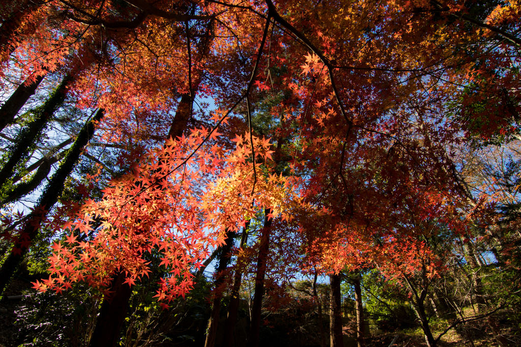 紅木漏れ日