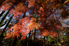 紅木漏れ日