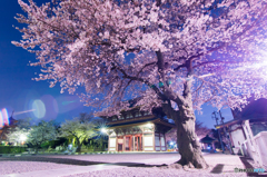 夜桜