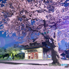 夜桜
