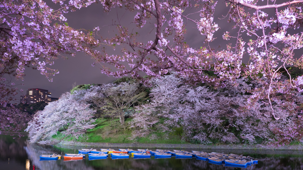 夜桜