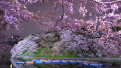 夜桜