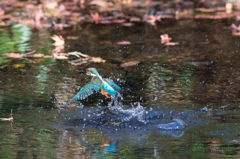 カワセミ飛び込み