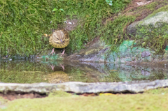 水面とにらめっこ