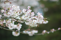 桜満開