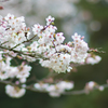 桜満開