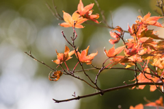 紅葉