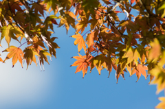 青空紅葉
