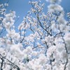 懐かしき春