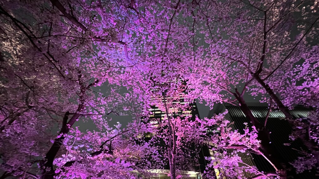 東京ミッドタウン桜