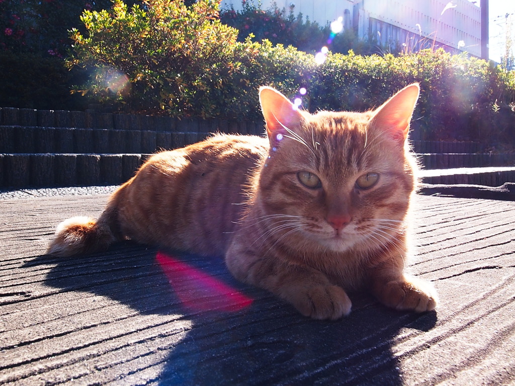 元旦猫