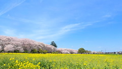 幸手権現堂桜堤