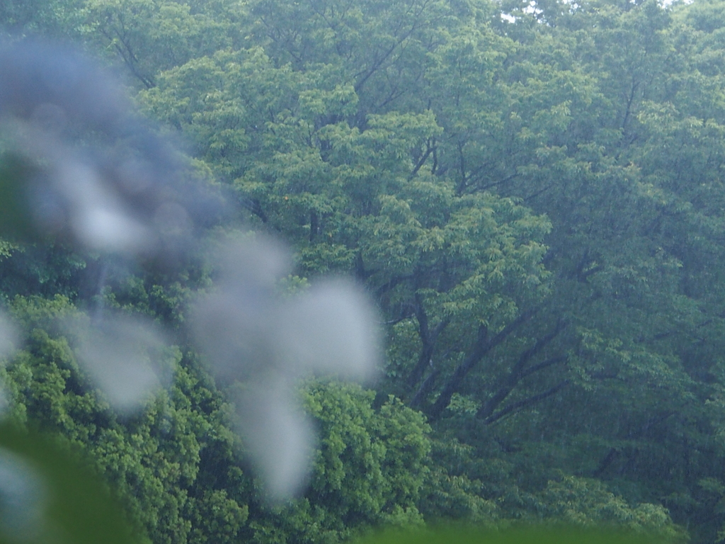 雨の公園