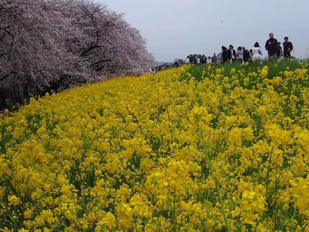 熊谷桜堤