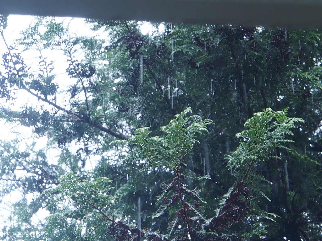 雨の公園