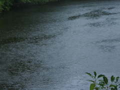 雨の公園
