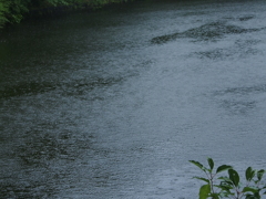 雨の公園