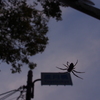 嵐山の蜘蛛
