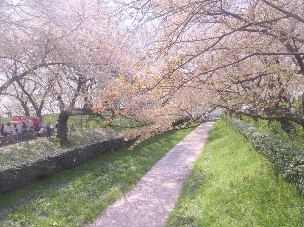 幸手の桜の川